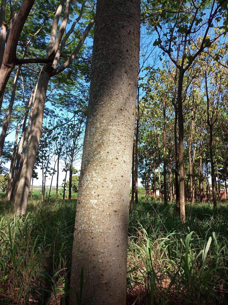 Sítio à venda no Área Rural: 5a3d1ec7-98d0-443b-9cfb-9795fac06e53.jpg