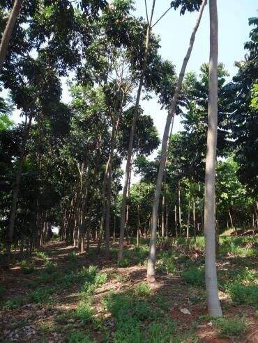 Sítio à venda no Área Rural: 25b73cb1-c2fe-4d9c-b5b9-1eee598b1645.jpg