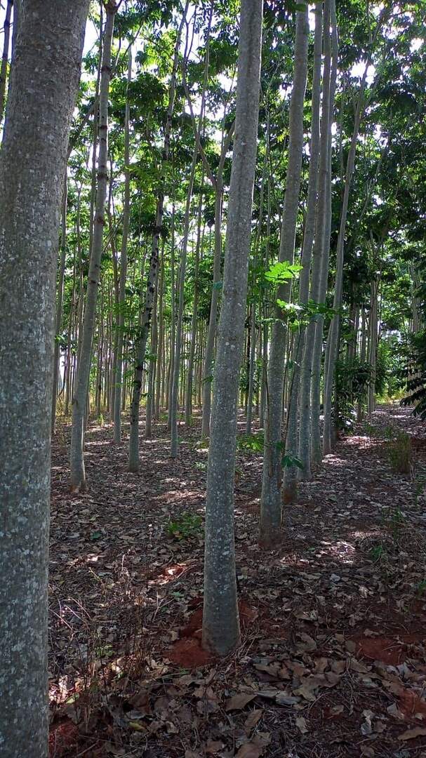 Sítio à venda no Área Rural: 21dca607-14a1-427e-8245-6598210150af.jpg