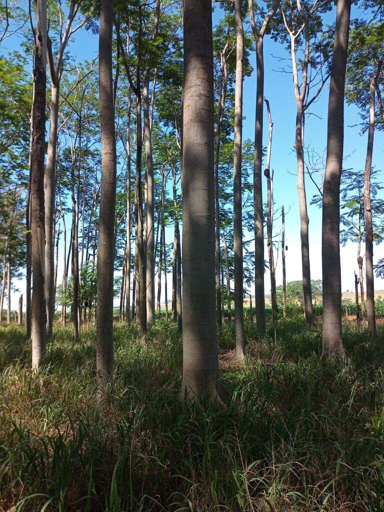 Sítio à venda no Área Rural: 7def4738-06ab-42b0-9c48-0e597e1e1862.jpg