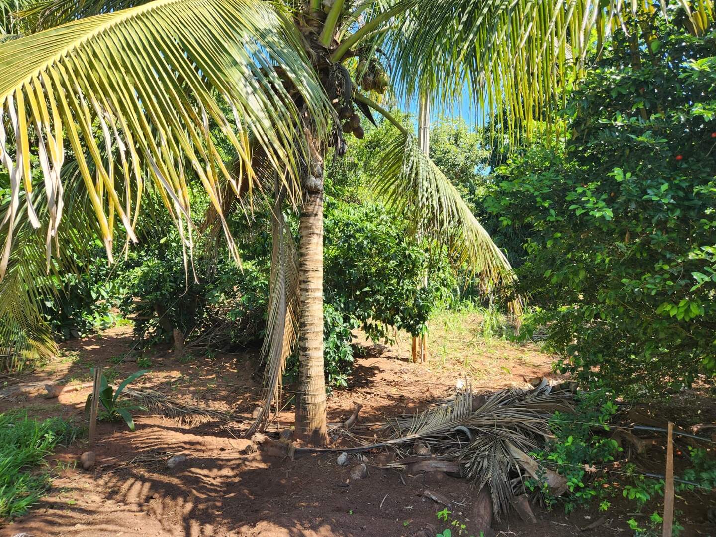 Chácara à venda no Zona Rural: 4e678572-5b2c-43c3-b14d-2328b397723f.jpg