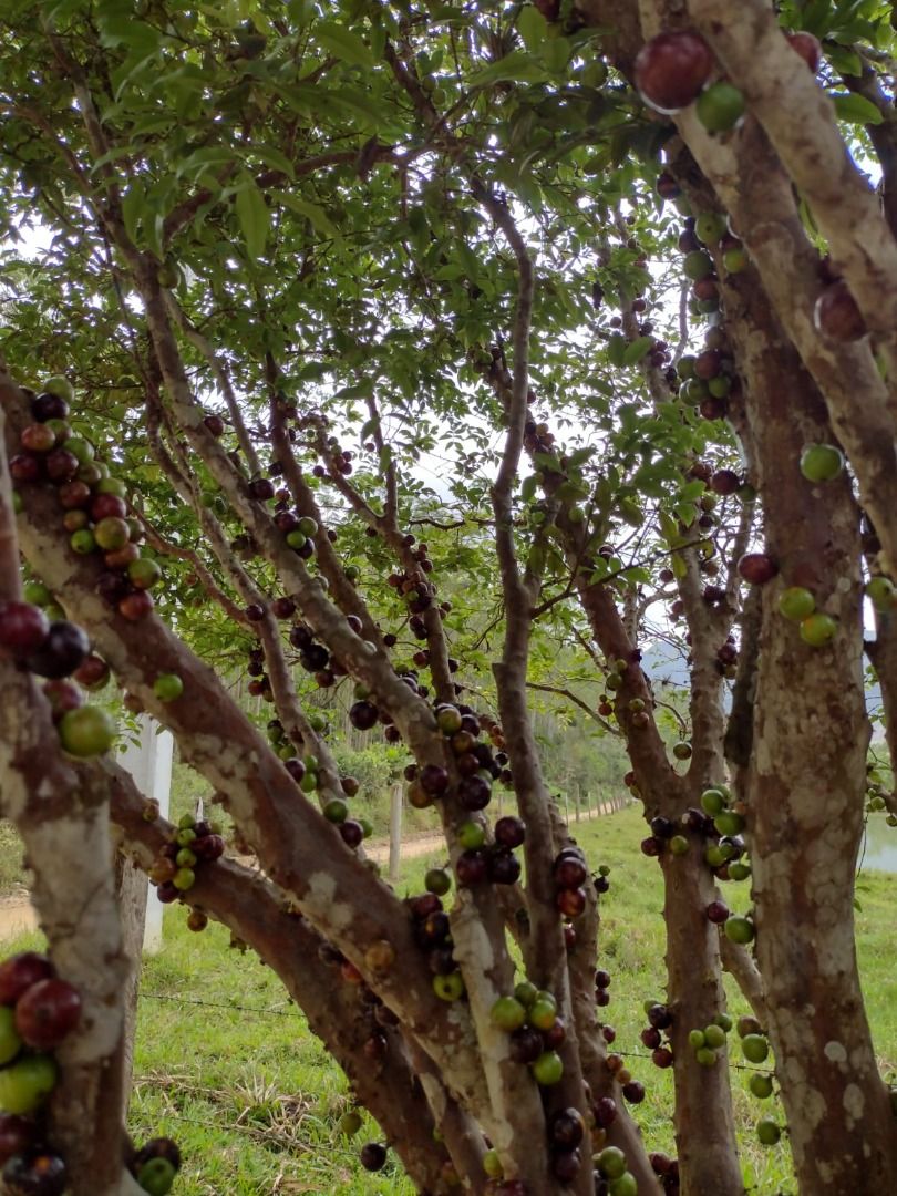Chácara à venda no Oliveira: 