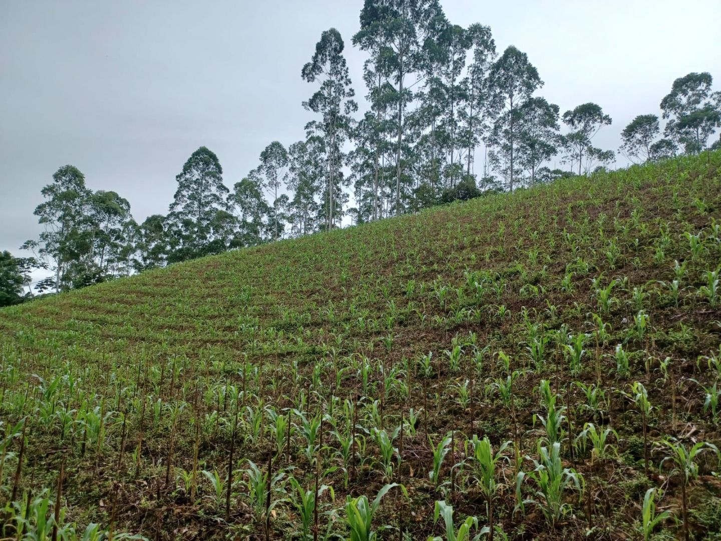 Terreno à venda no Centro: 