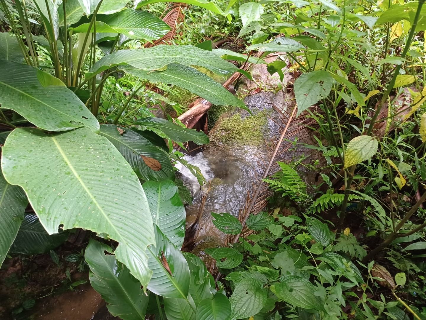 Terreno à venda no Centro: 