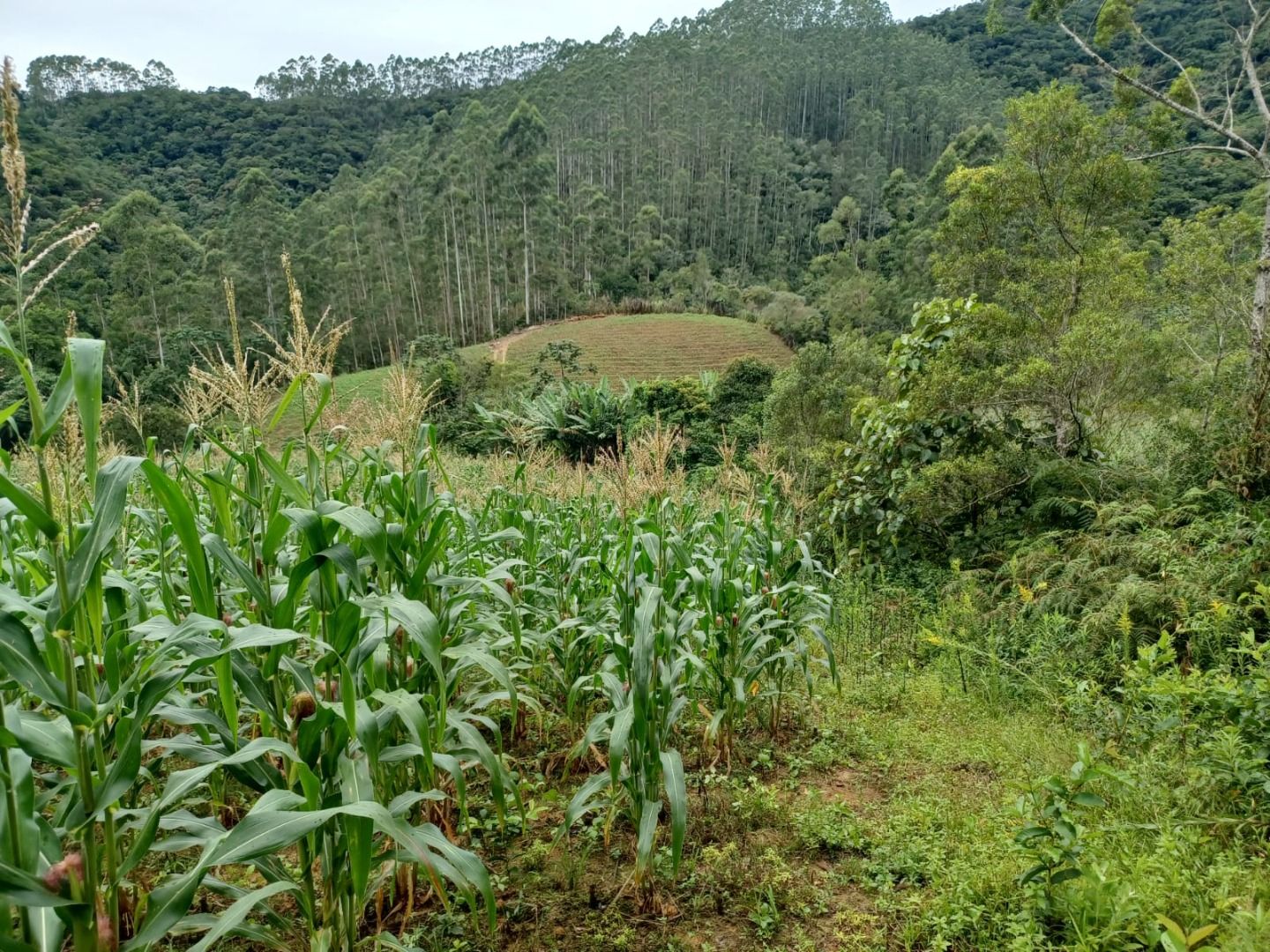 Terreno à venda no Centro: 