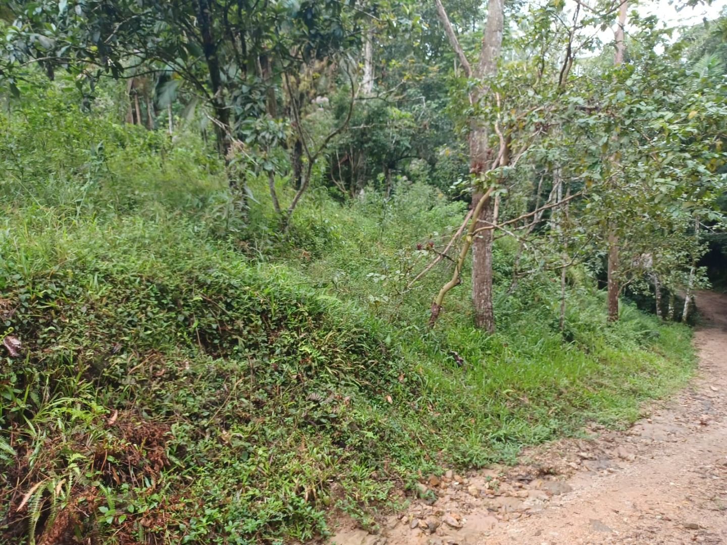 Terreno à venda no Centro: 