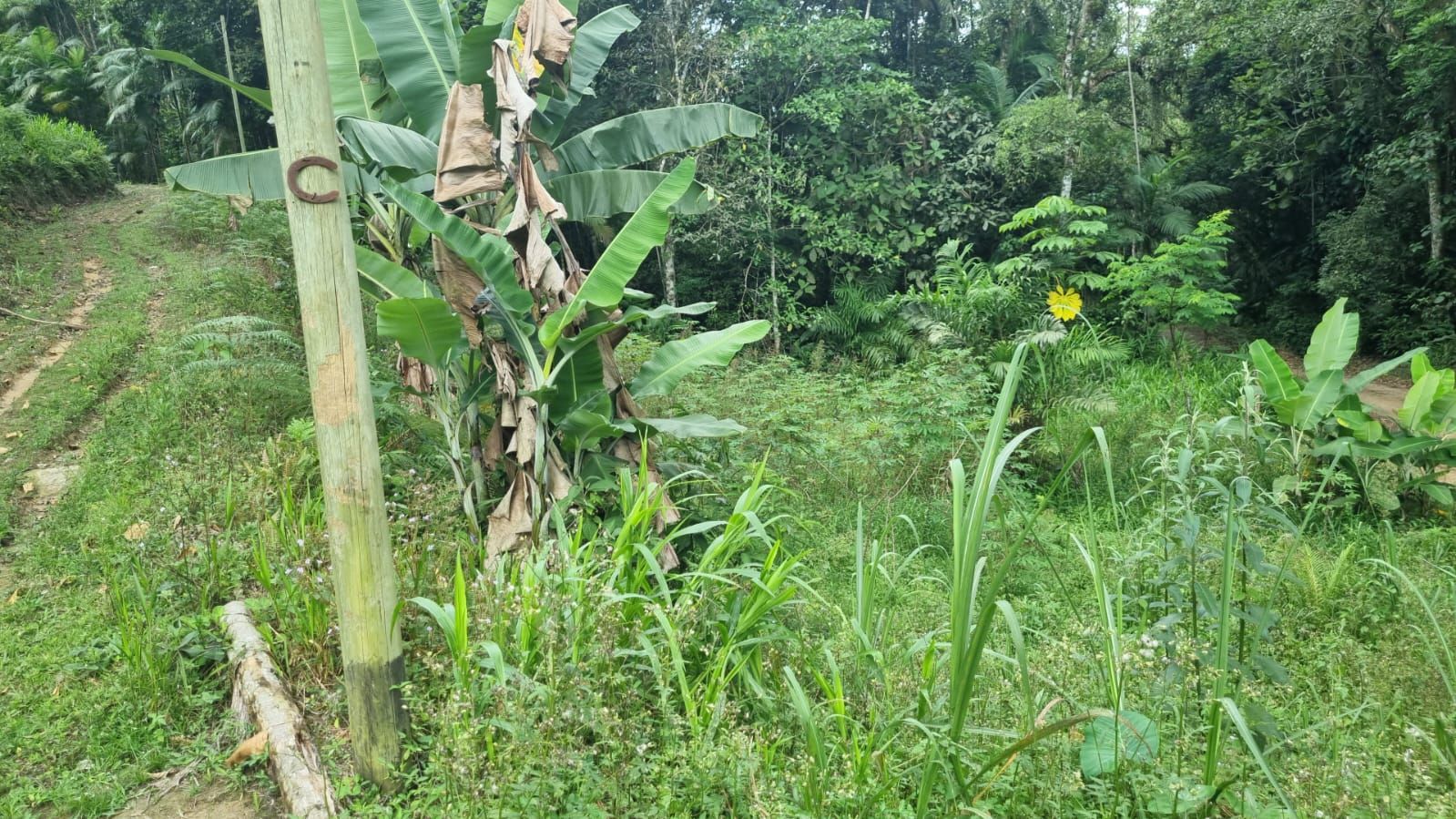 Terreno à venda no São Pedro: 
