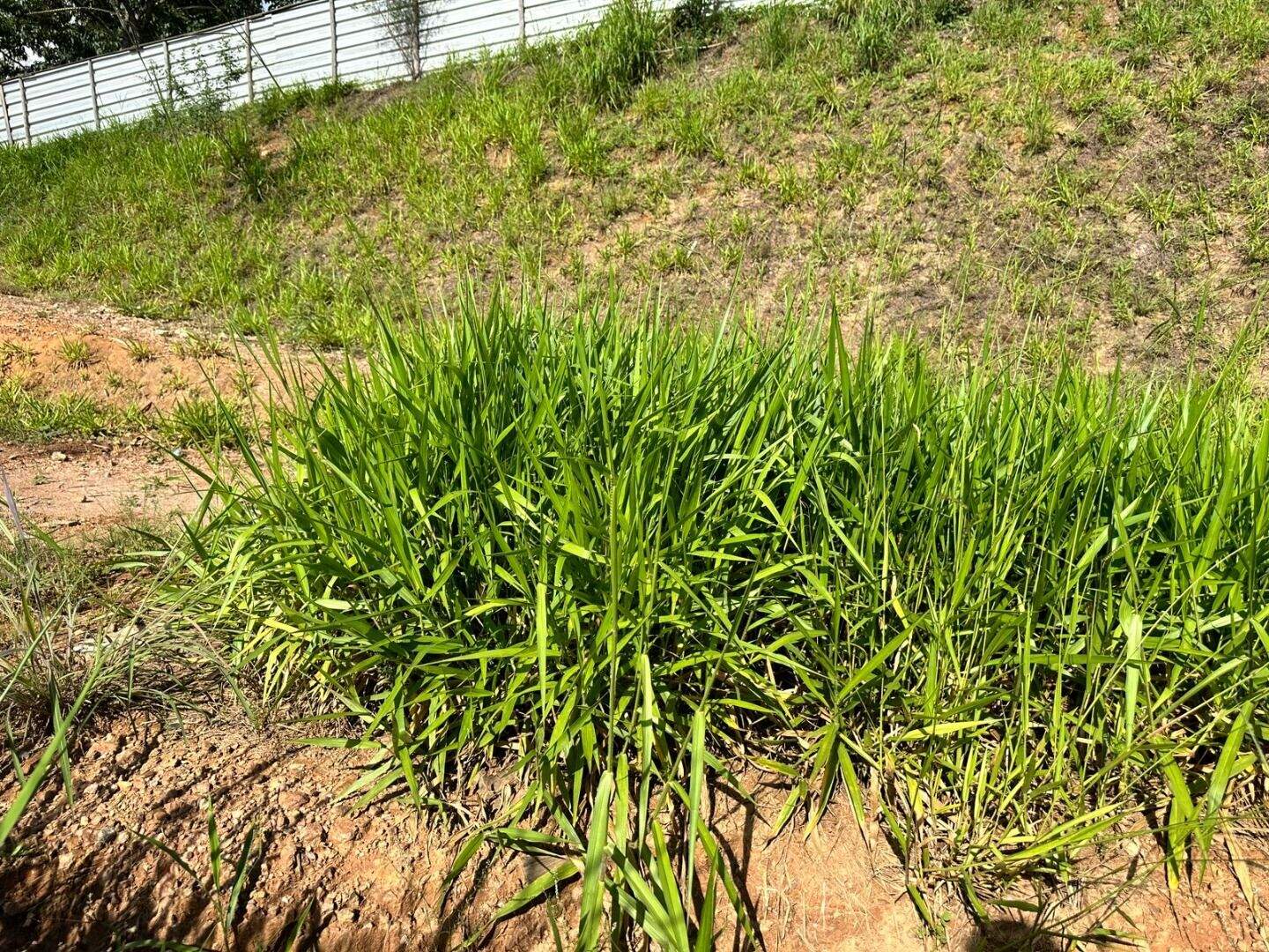 Terreno à venda no Vale dos Cristais: 