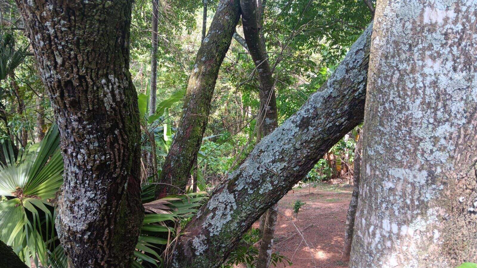 Terreno à venda no Bosque da Ribeira: 