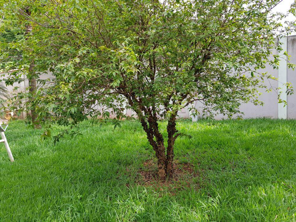 Chácaras para à venda no Condomínio Balneário Recreativa na cidade de Ribeirão Preto: 