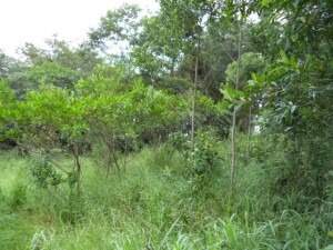 Lote à venda no Não Informado: 