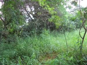 Lote à venda no Não Informado: 