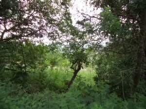 Lote à venda no Não Informado: 