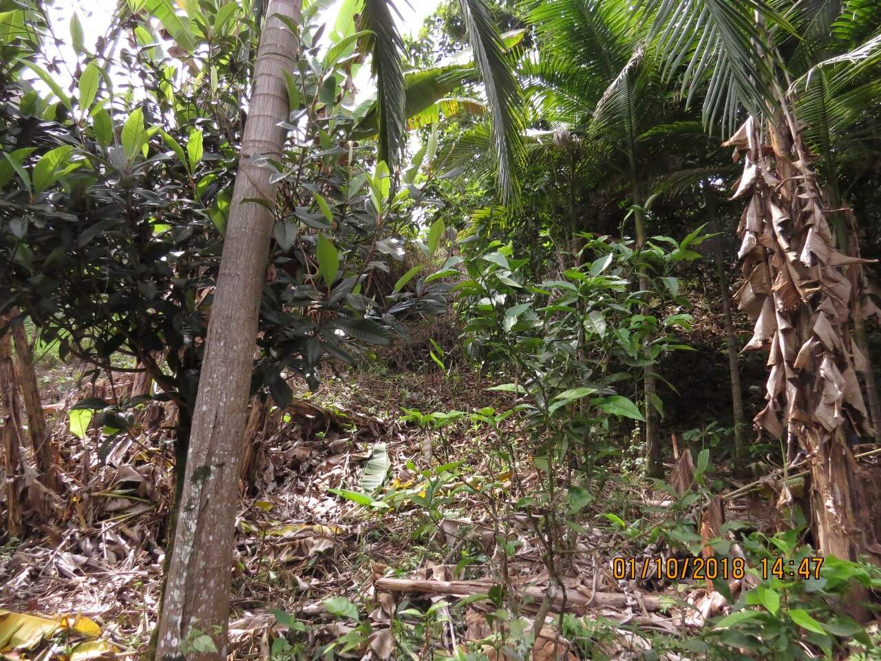 Prédio à venda no Liberdade: 