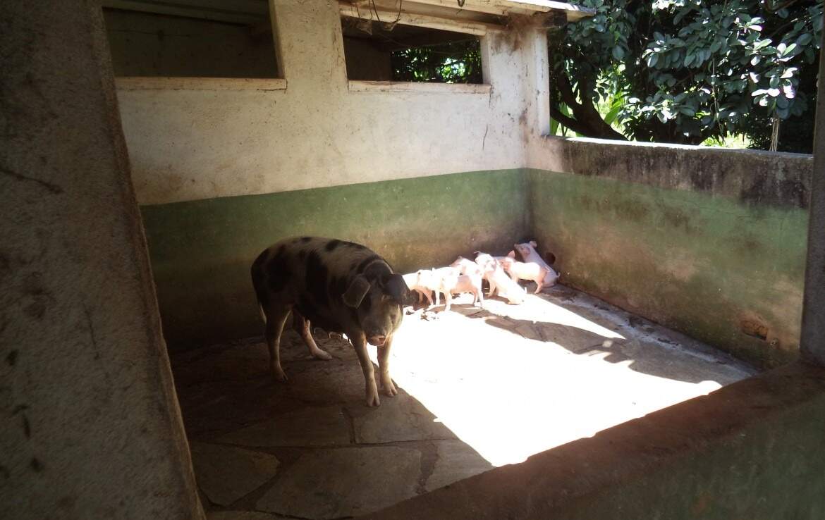 Fazenda à venda no Soares: 