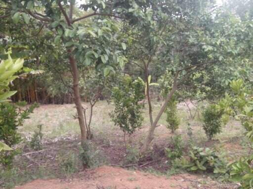 Sítio à venda no Santa Rita: 