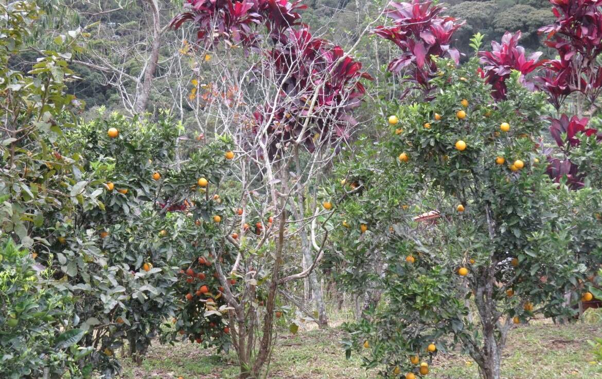 Fazenda à venda no Macacos: 