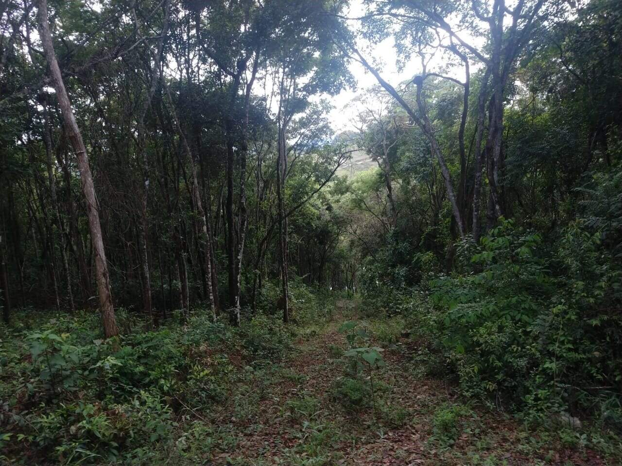 Lote à venda no Acuruí: 