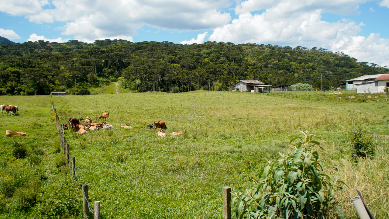 Terreno à venda no Estrada Municipal de São Francisco : 