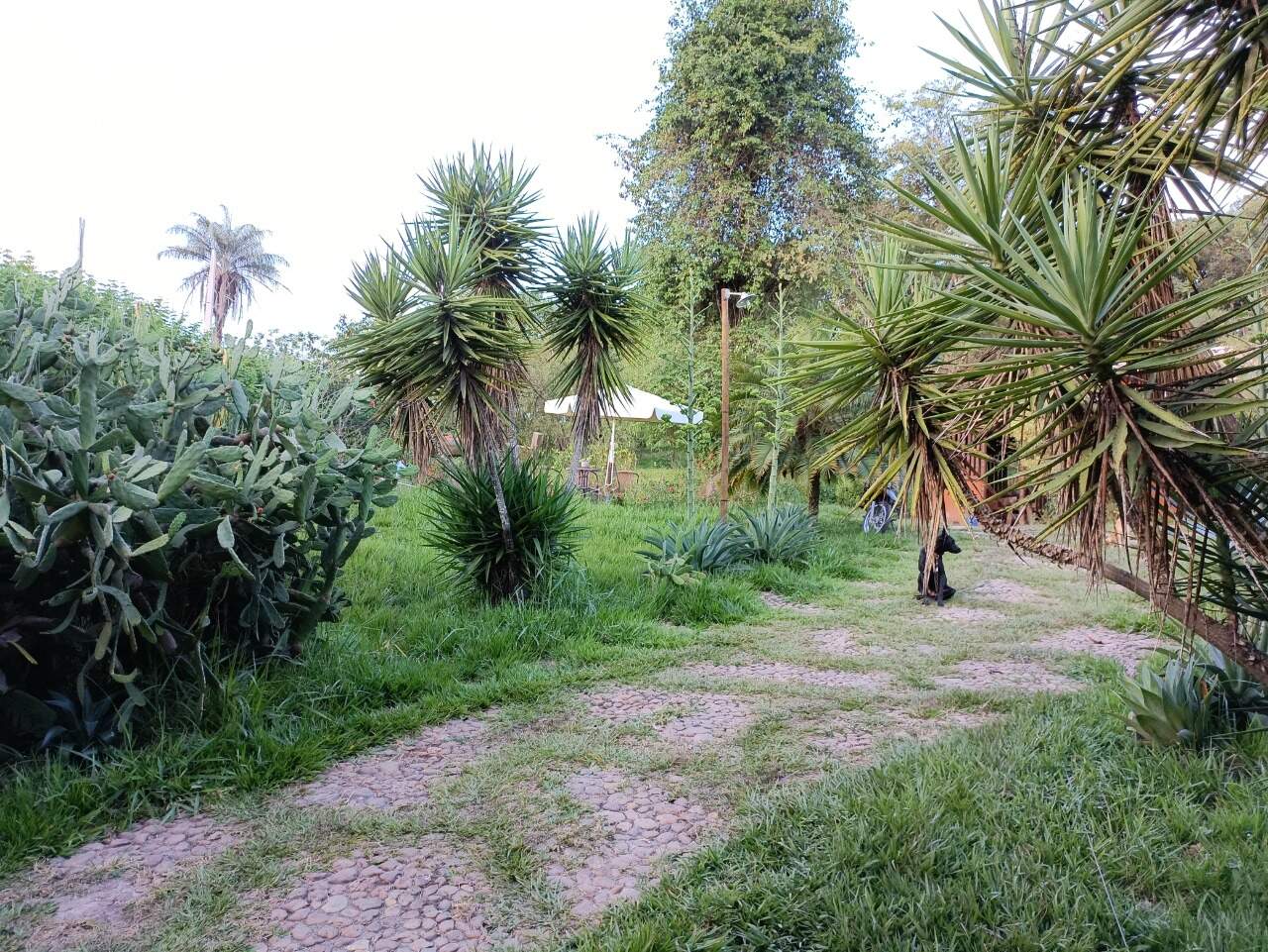 Sítio, 4 quartos, 9000 m² - Foto 22
