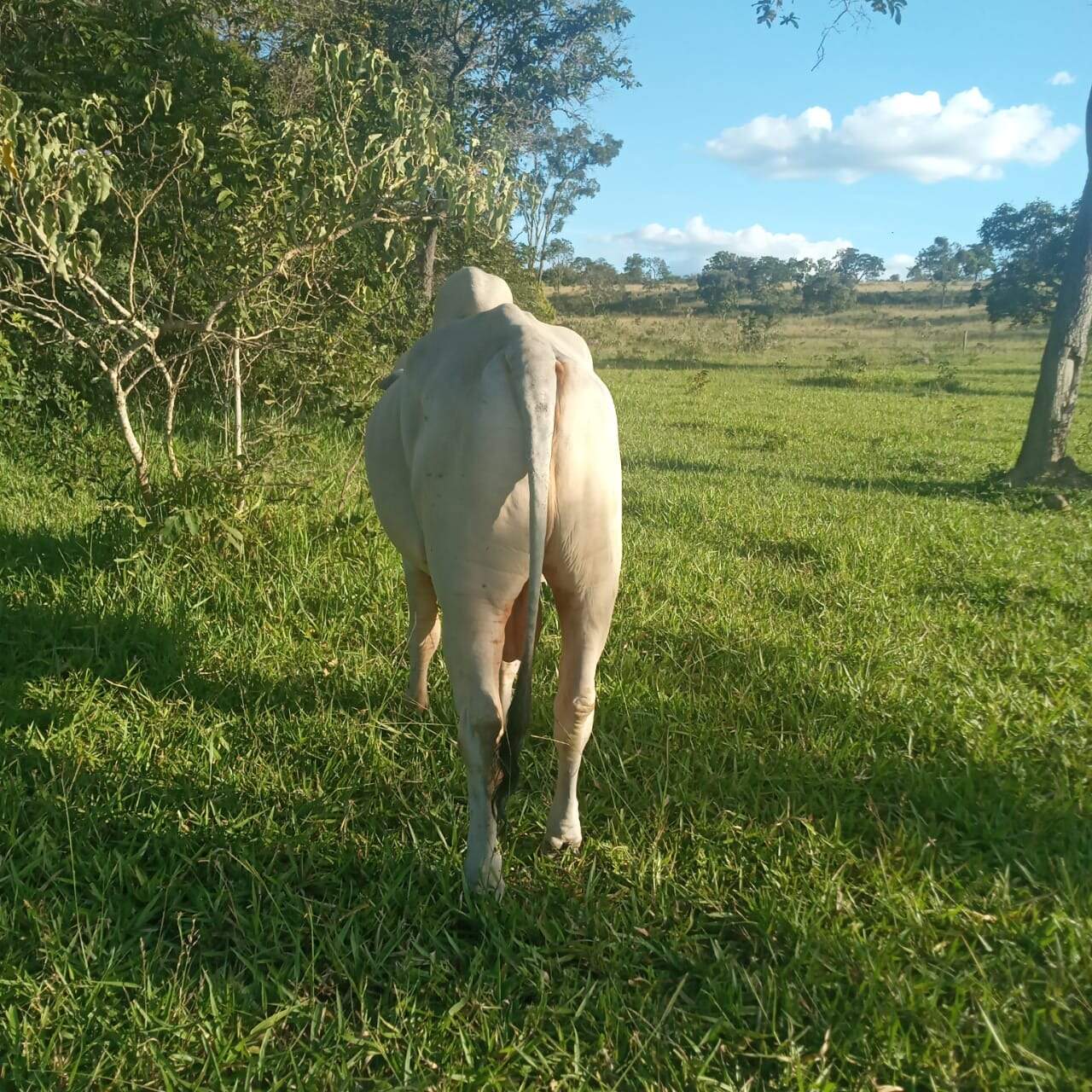 Sítio, 3 quartos, 5 hectares - Foto 16