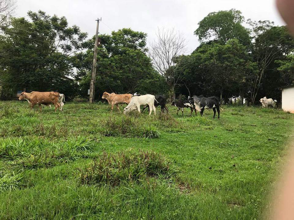 Sítio, 3 quartos, 5 hectares - Foto 12