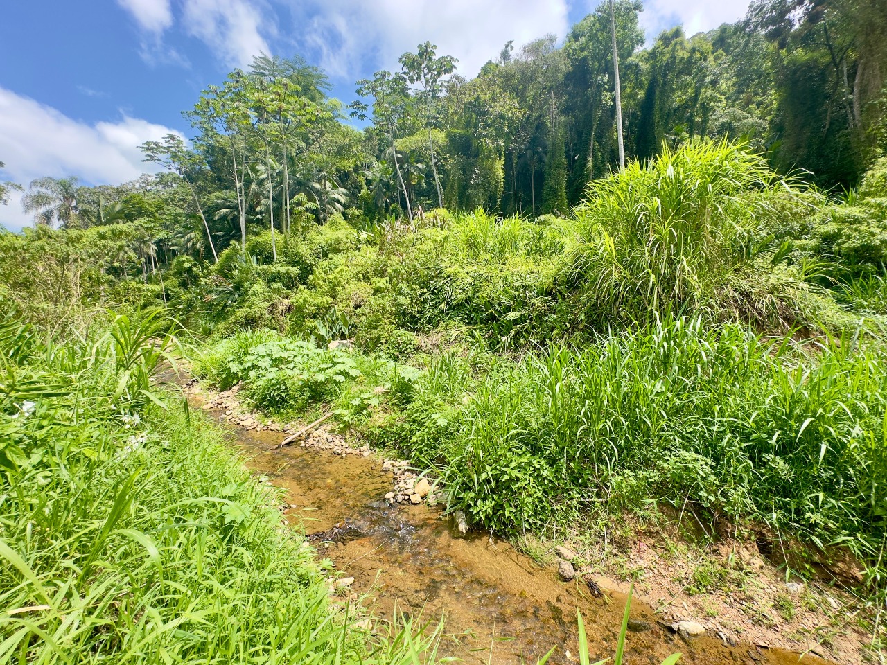 Sitio/Chácara à venda no Rio da Luz: Ribeirão