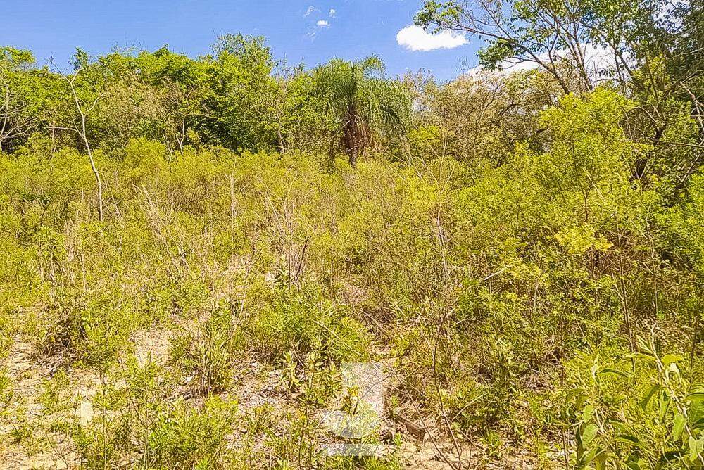 Fazenda à venda com 3 quartos, 20000m² - Foto 5