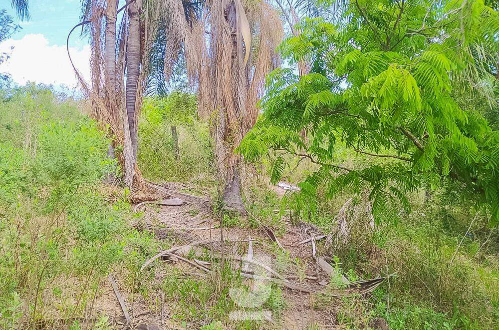 Fazenda à venda com 3 quartos, 20000m² - Foto 14