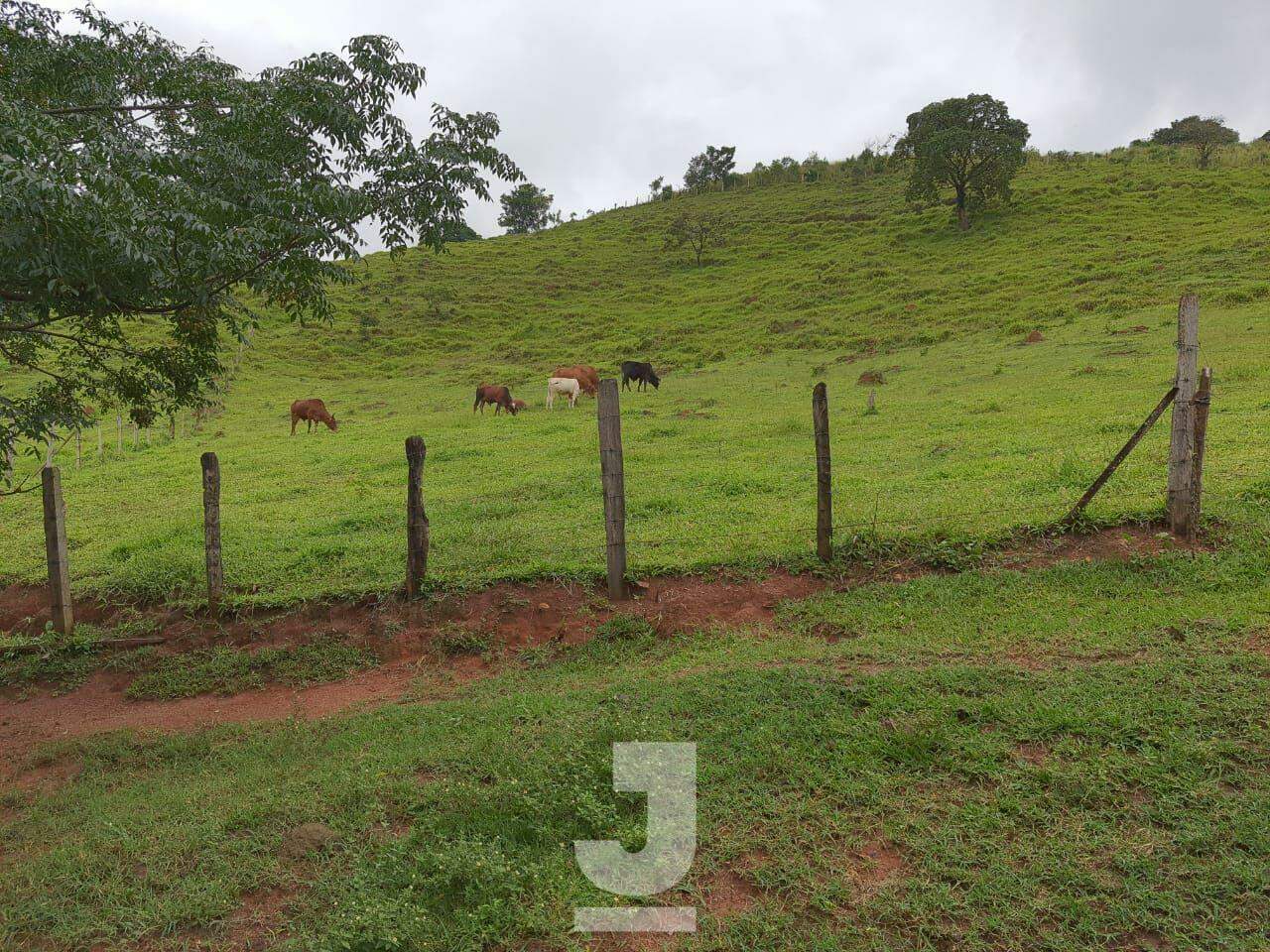 Fazenda à venda com 5 quartos, 480m² - Foto 37