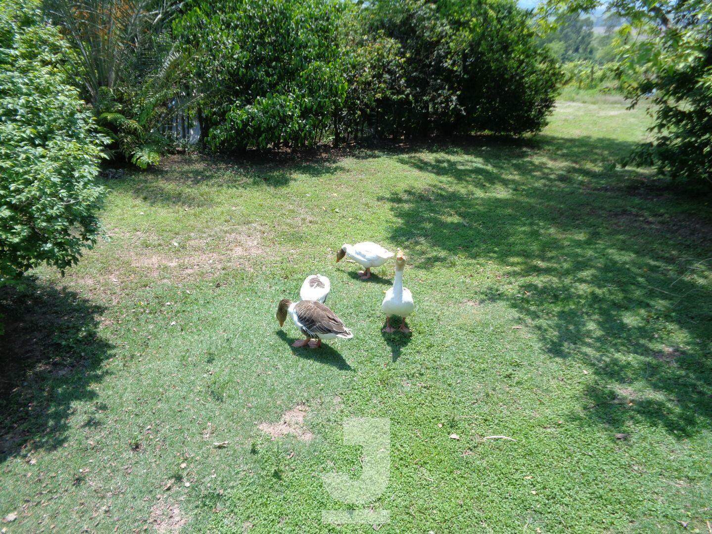 Fazenda à venda com 3 quartos, 229m² - Foto 8