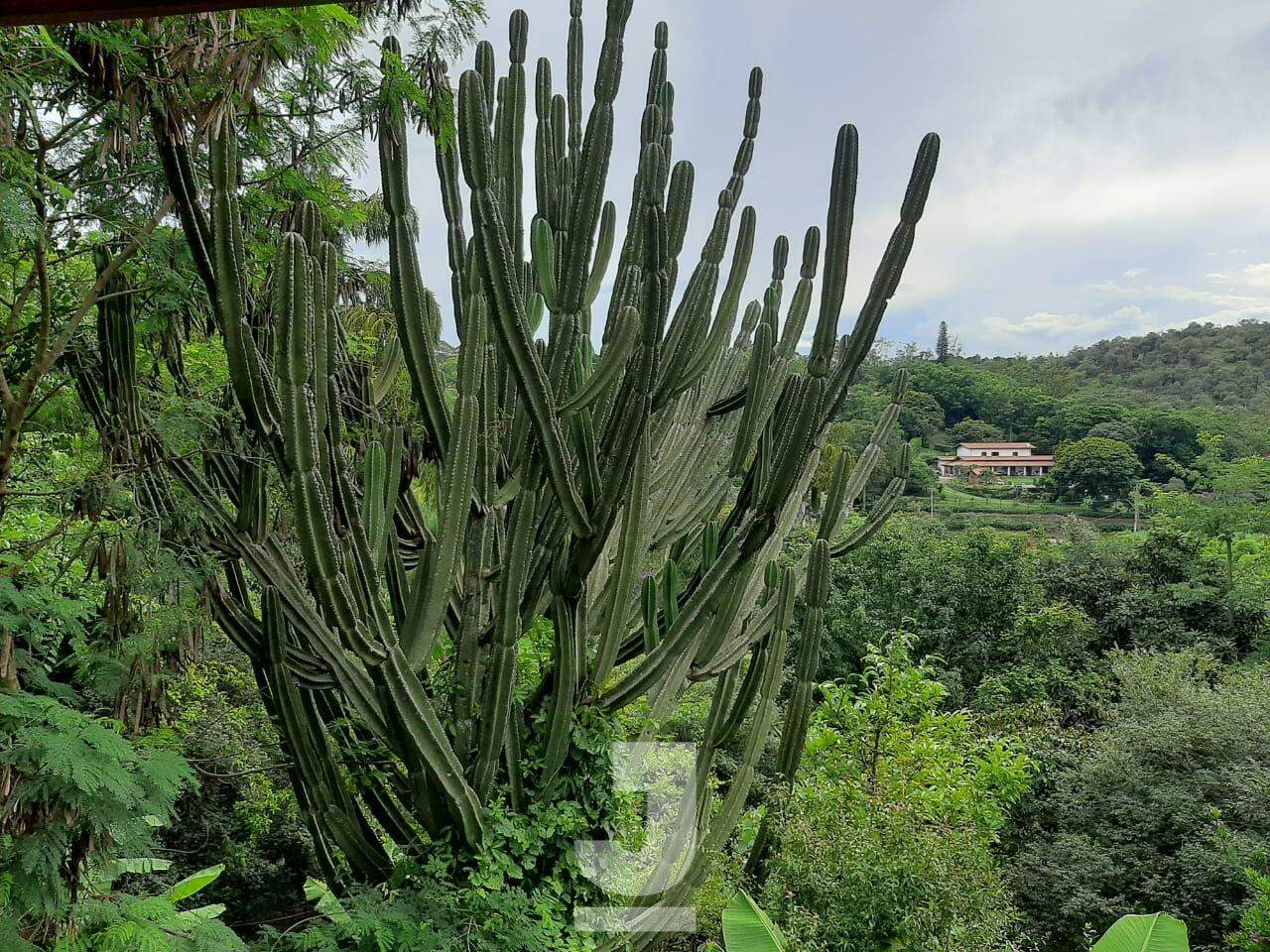 Fazenda à venda com 4 quartos, 270m² - Foto 17