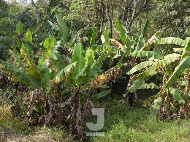 Fazenda à venda com 4 quartos, 260m² - Foto 15