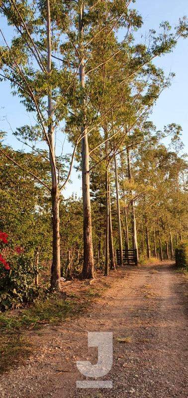 Fazenda à venda com 3 quartos, 380m² - Foto 6