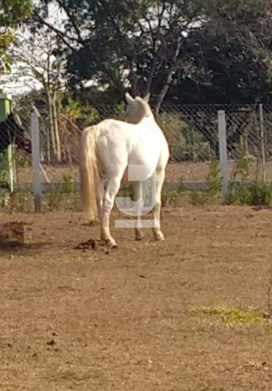 Fazenda à venda com 3 quartos, 270m² - Foto 15