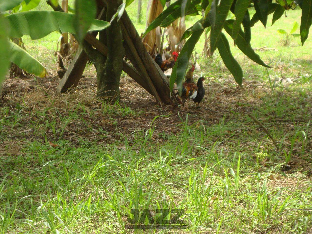 Fazenda à venda com 2 quartos, 100m² - Foto 3