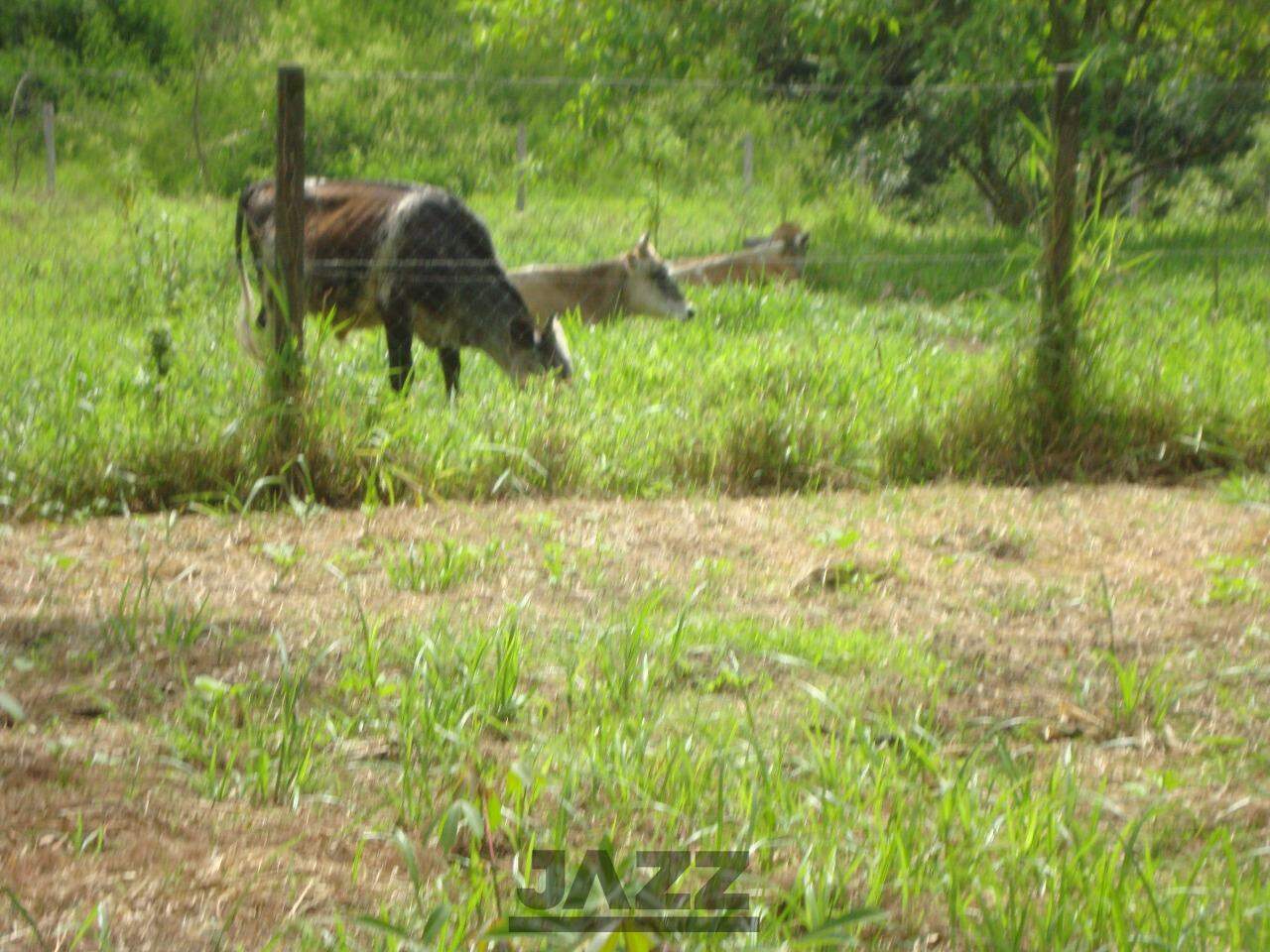 Fazenda à venda com 2 quartos, 100m² - Foto 4