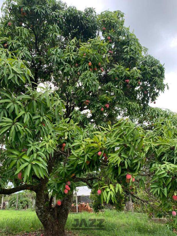 Fazenda à venda com 3 quartos, 154m² - Foto 20