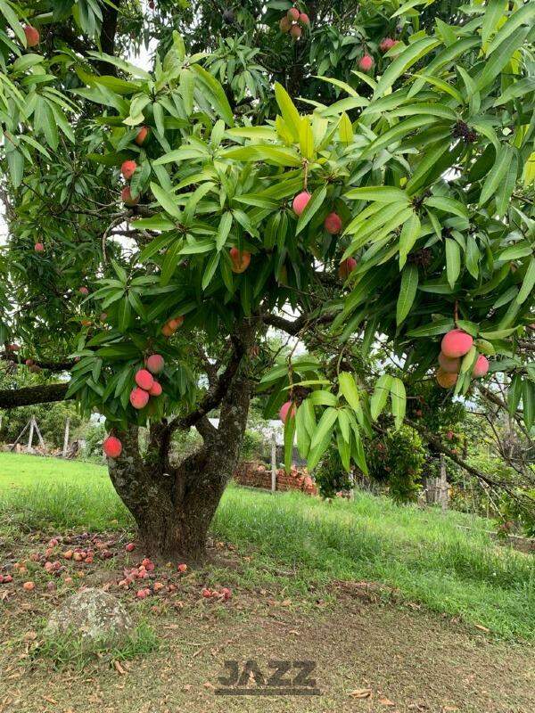 Fazenda à venda com 3 quartos, 154m² - Foto 23