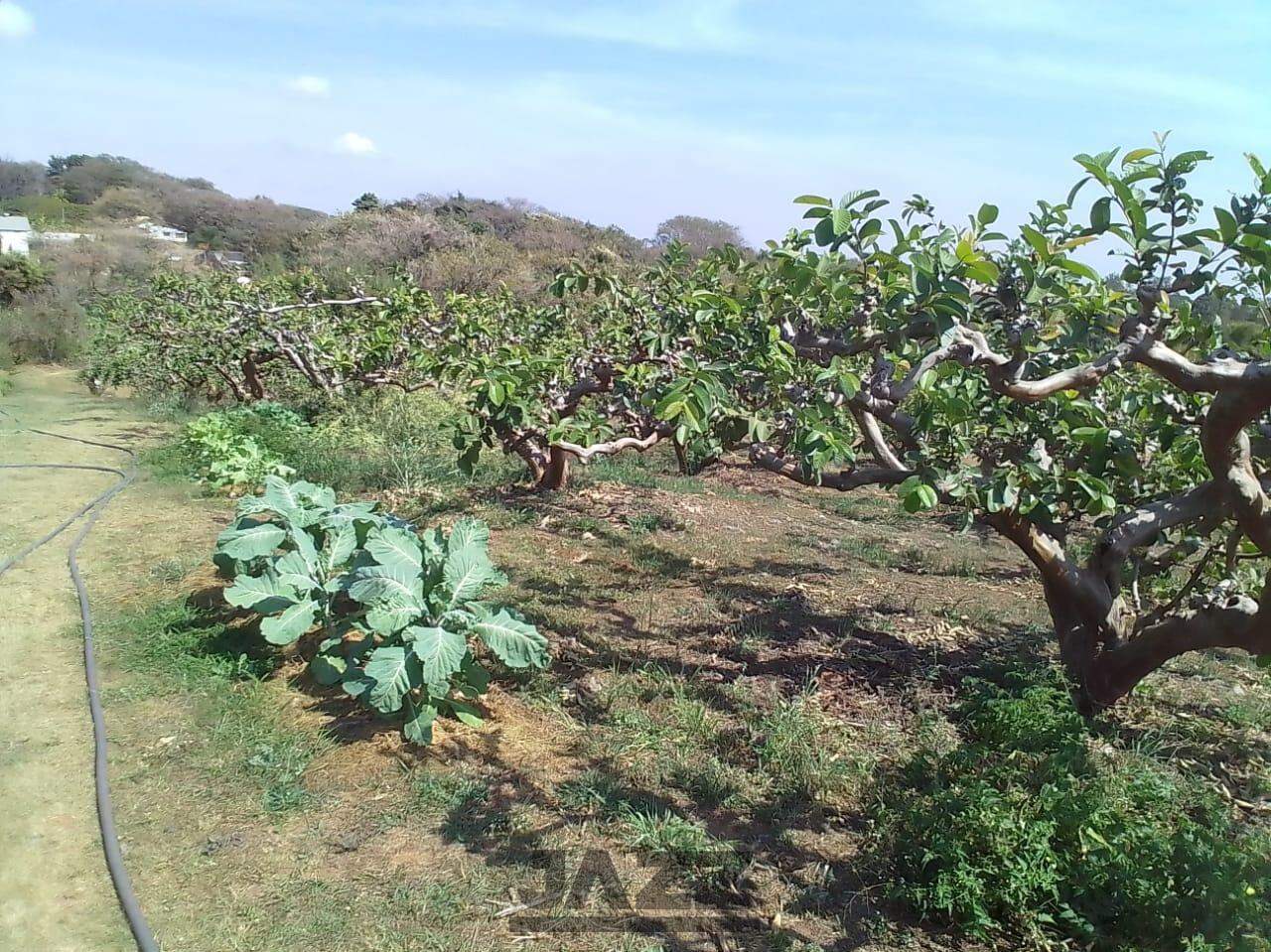 Fazenda à venda, 650m² - Foto 16