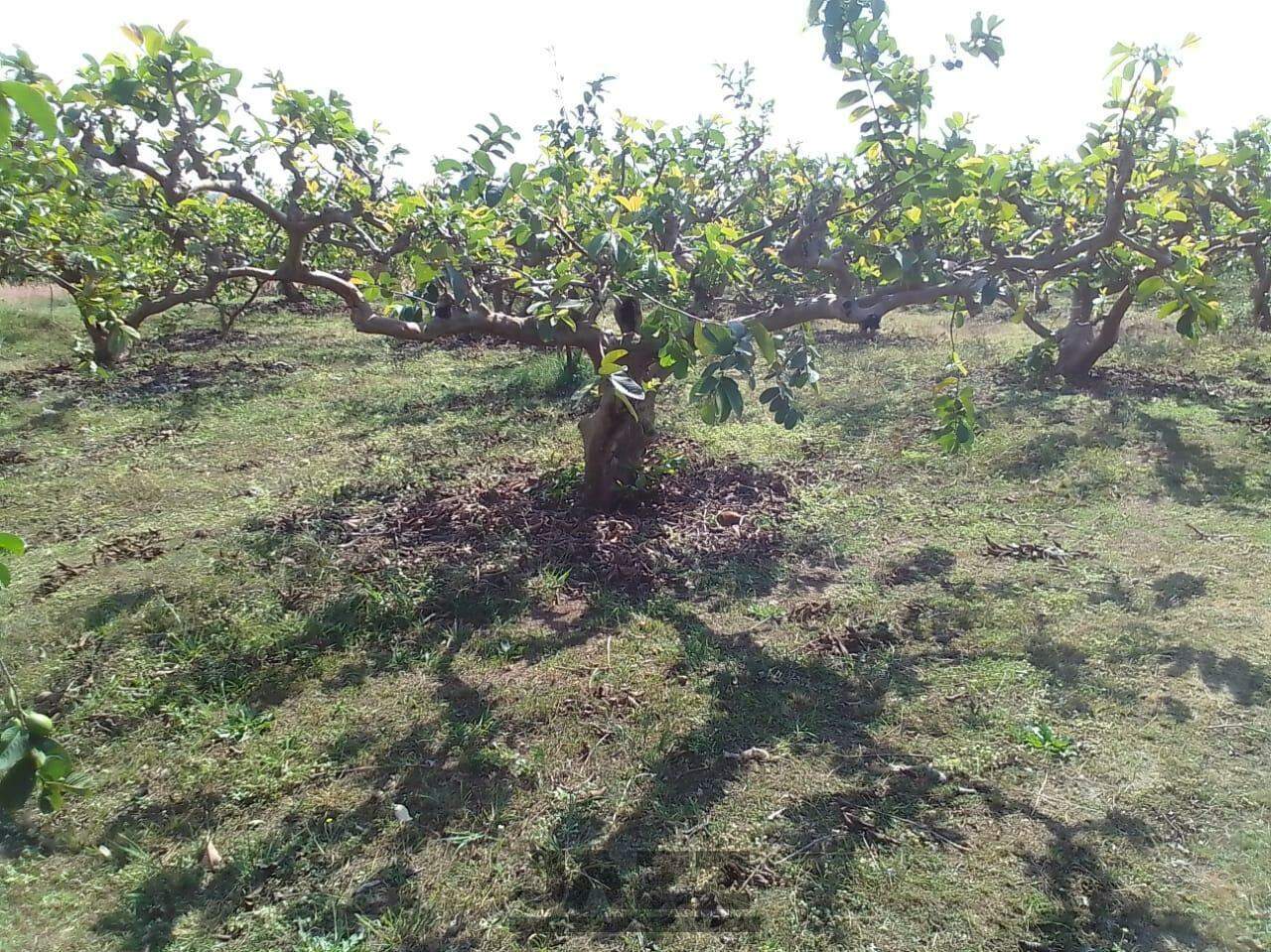 Fazenda à venda, 650m² - Foto 1