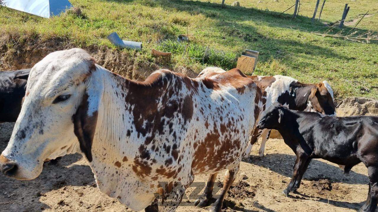 Fazenda à venda com 5 quartos, 350m² - Foto 9