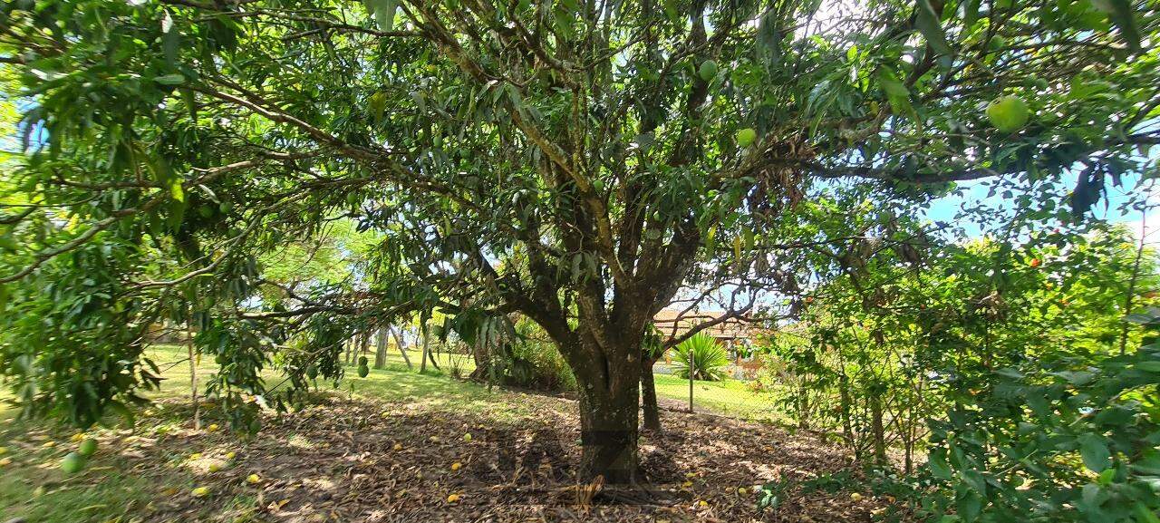 Fazenda à venda com 1 quarto, 50m² - Foto 34