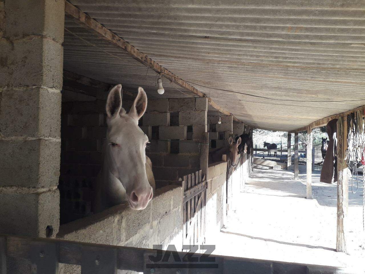 Fazenda à venda com 4 quartos, 200m² - Foto 9