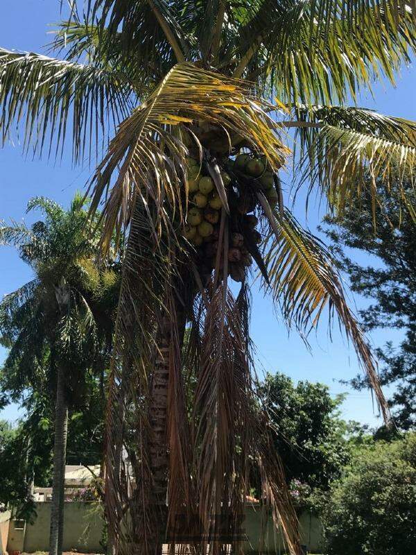 Fazenda à venda com 4 quartos, 300m² - Foto 39