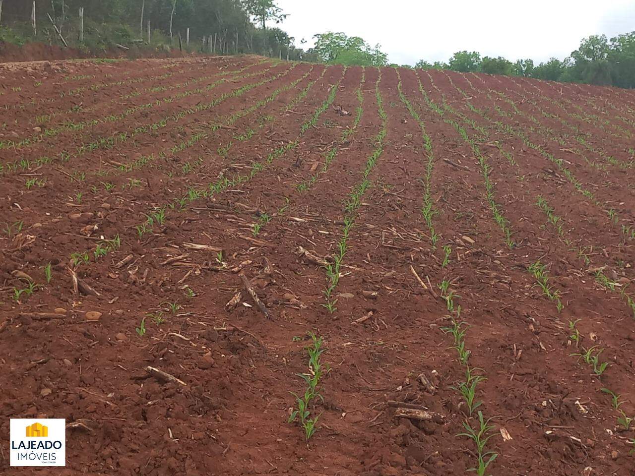 Fazenda à venda - Foto 5