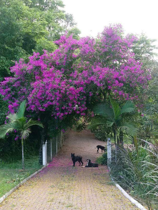 Sítio, 3 quartos - Foto 9