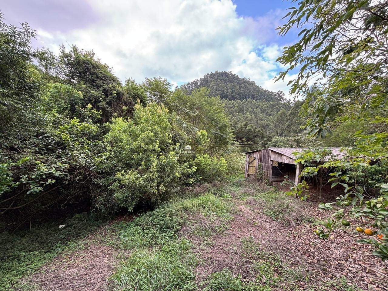 Sítio, 3 quartos, 100900 m² - Foto 4