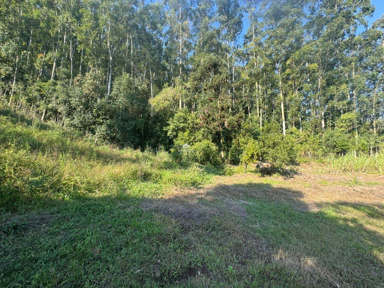 Sítio, 1 hectares - Foto 4