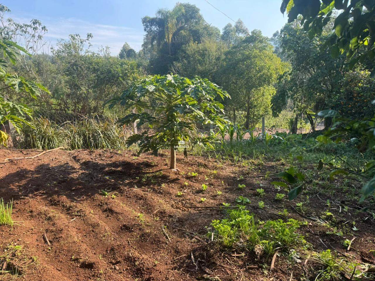 Sítio, 1 hectares - Foto 6
